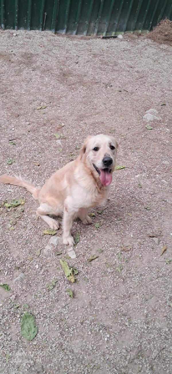 Casper, un simpatico Golden Retriever Foto 2